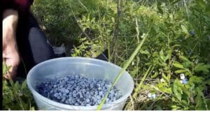 best blueberry picking