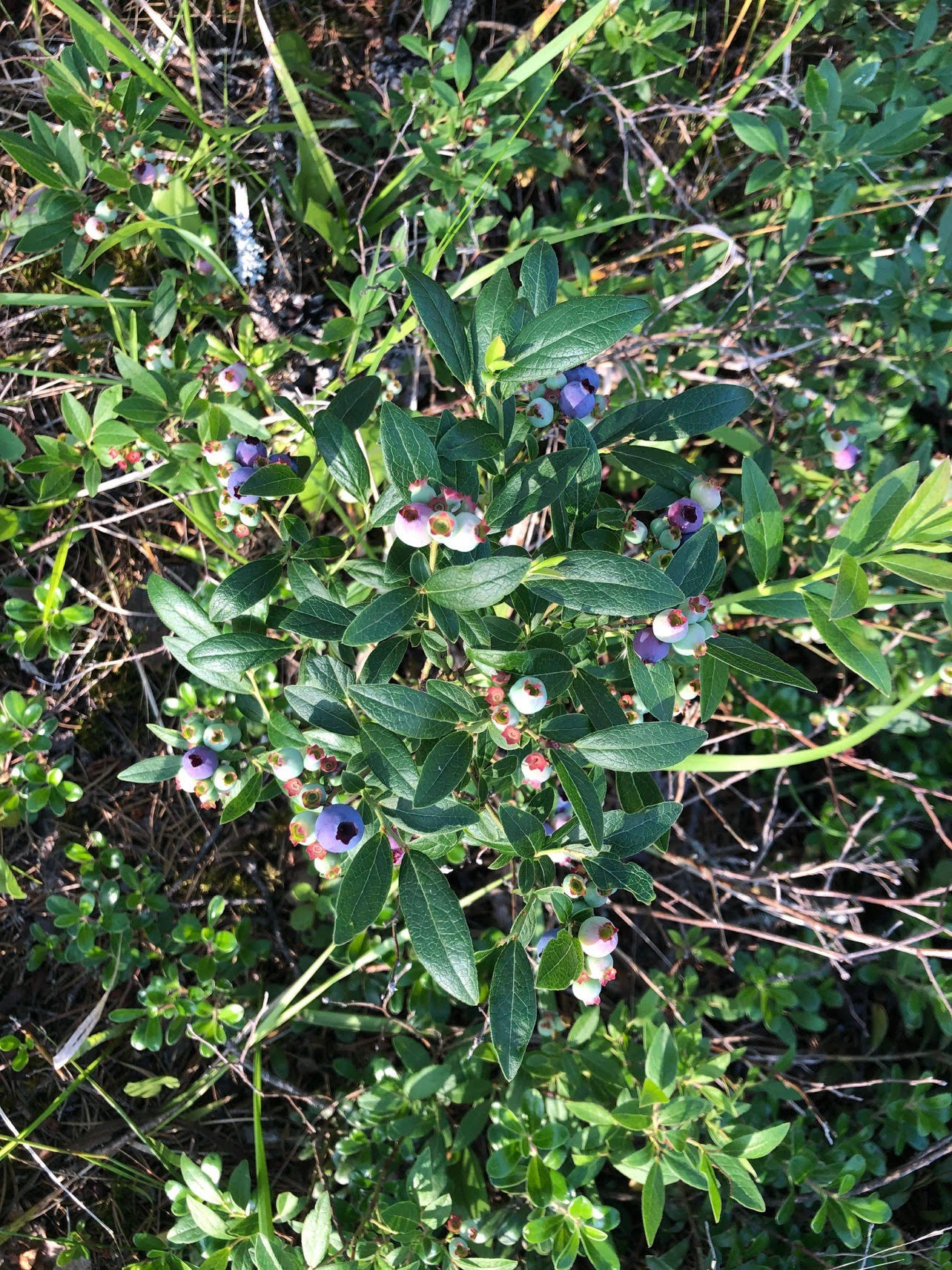 Blueberry picking northern MN