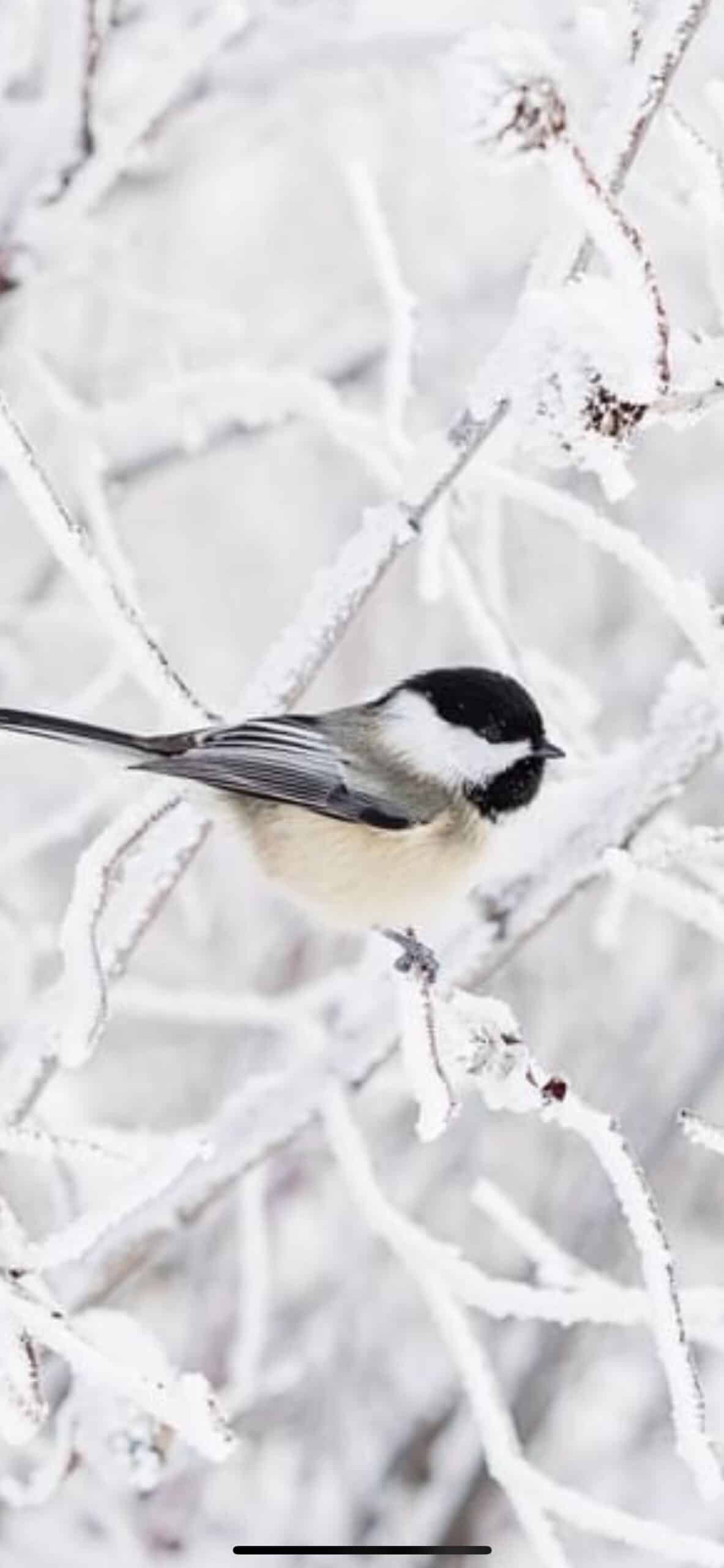 Birds in Winter | Explore Birding in Roseau, MN