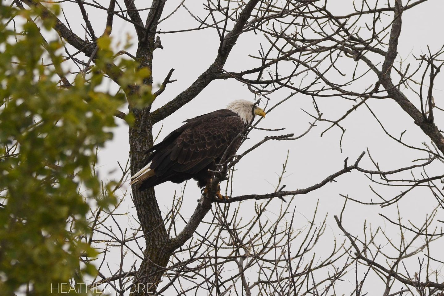 Bald Eagle