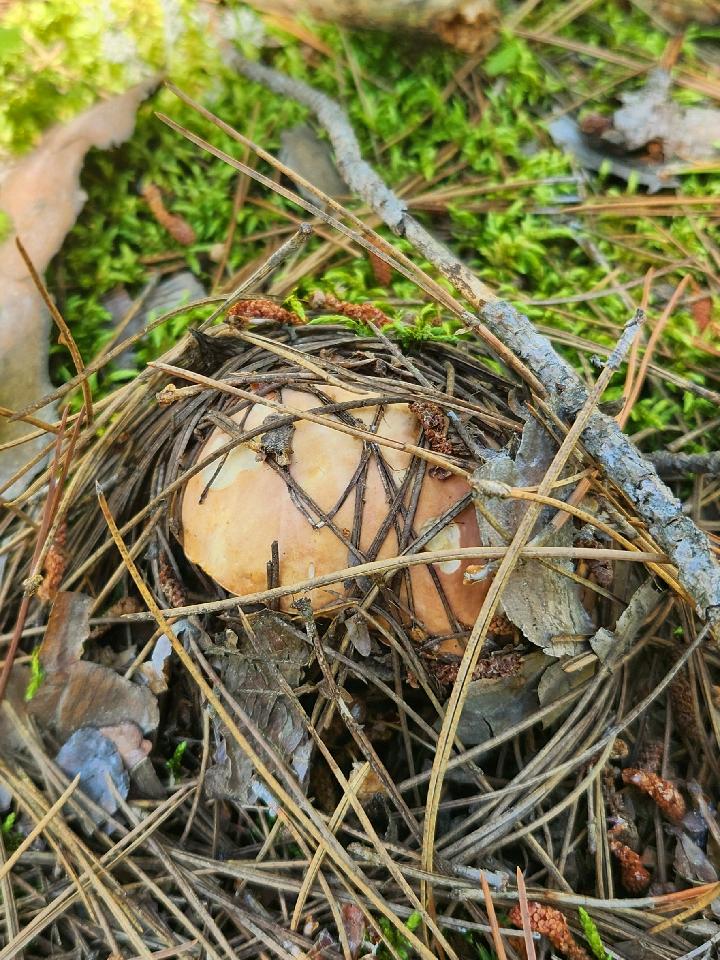 Mushroom Picking