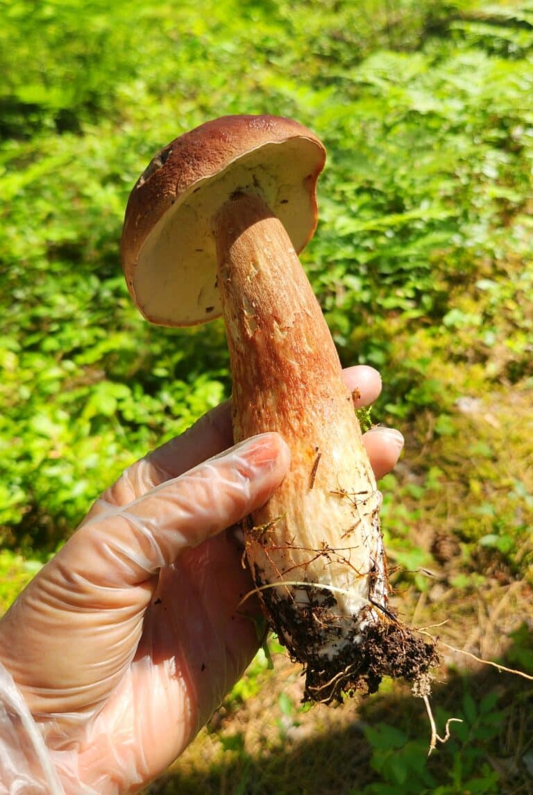 Musshroom picking