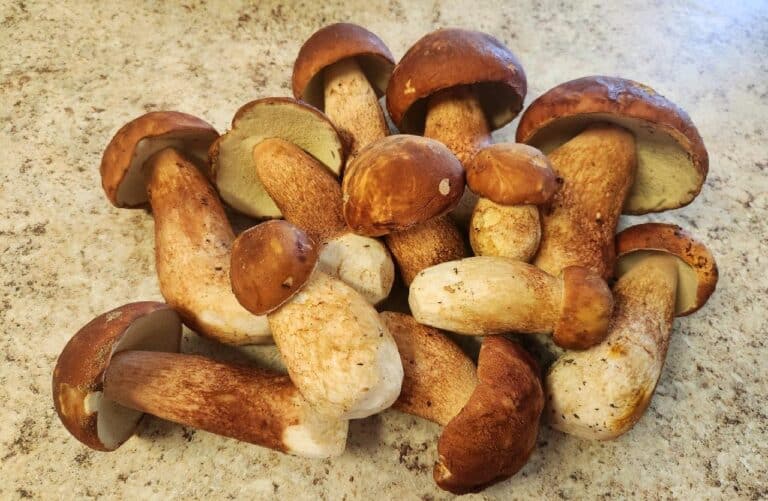 mushroom oicking