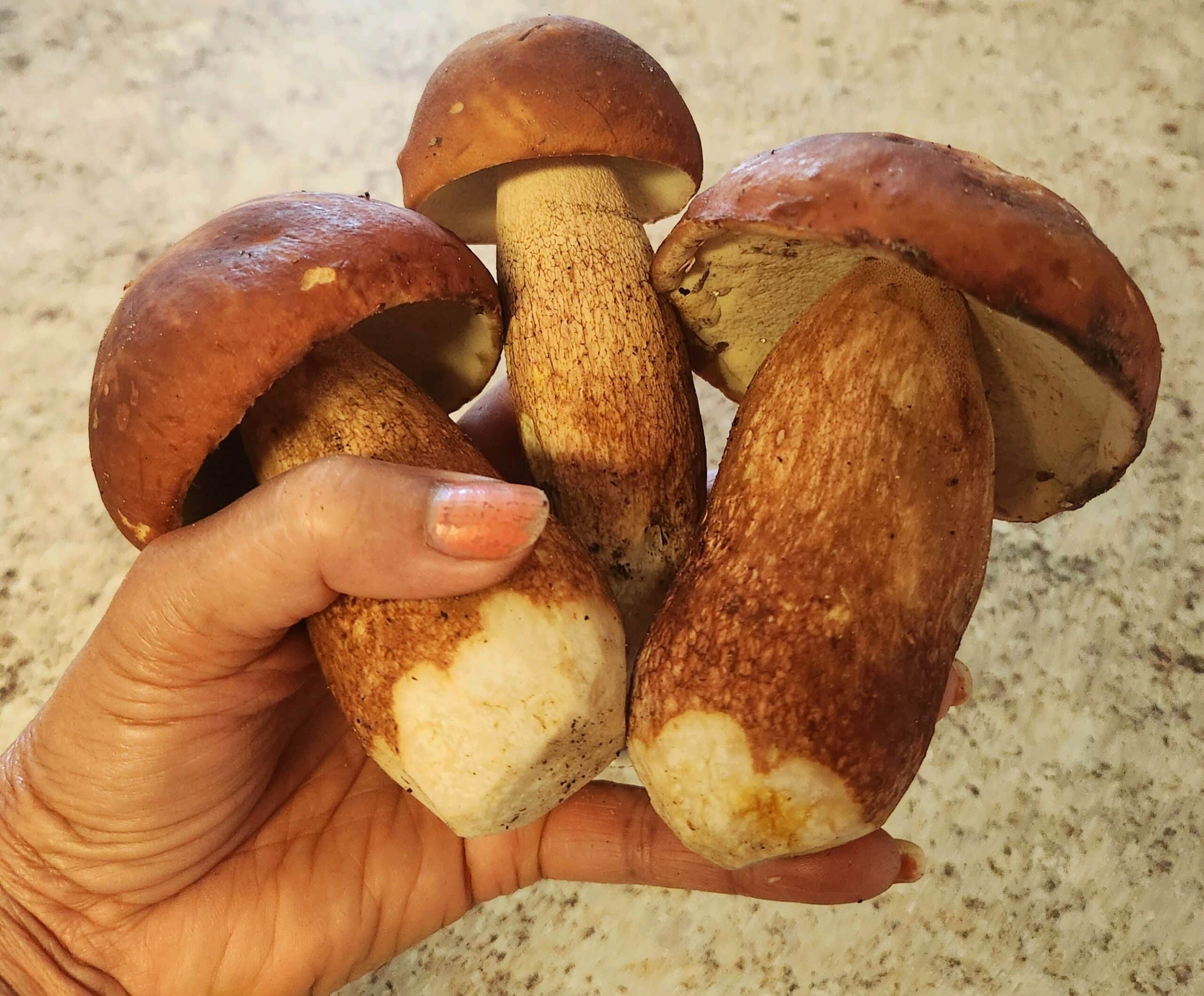 Mushroom picking