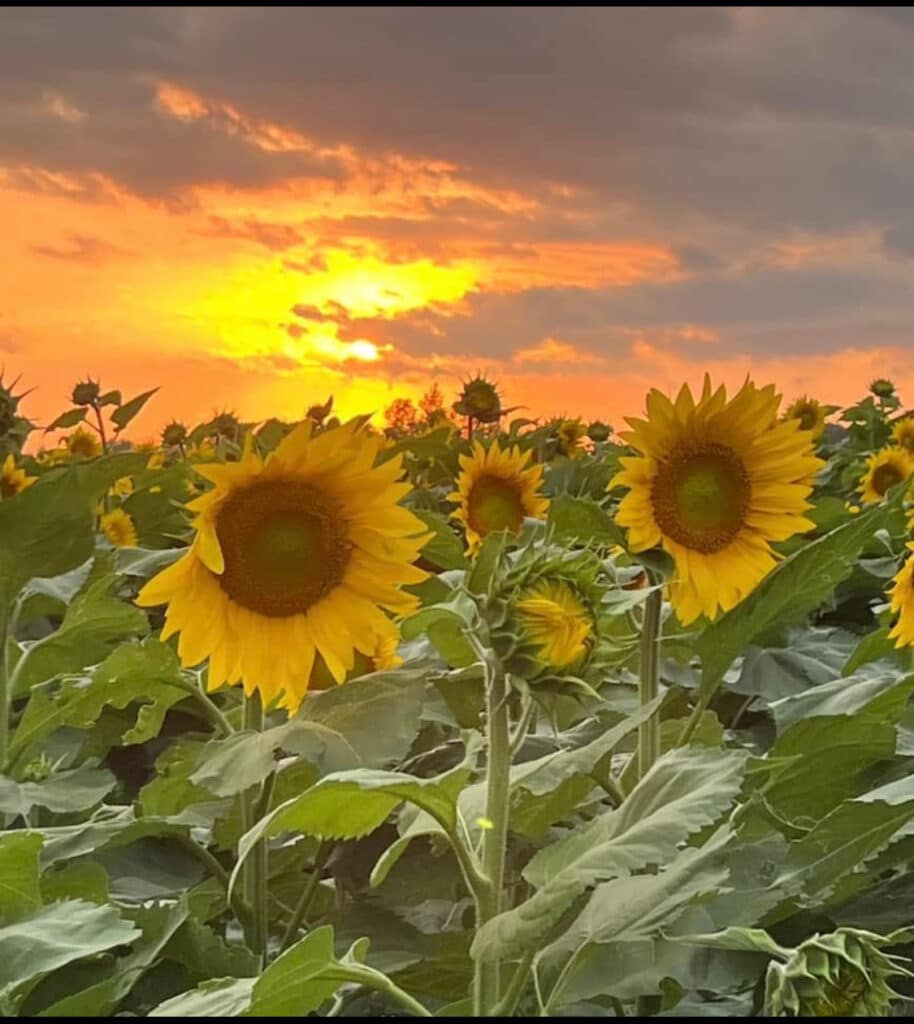 Summer Sunflowers Fall Top 10