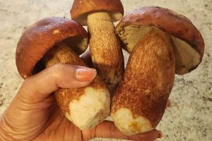 Mushroom picking