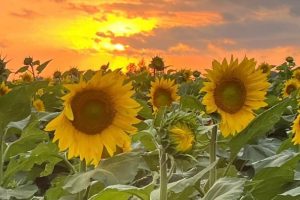 Summer Sunflowers Fall Top 10